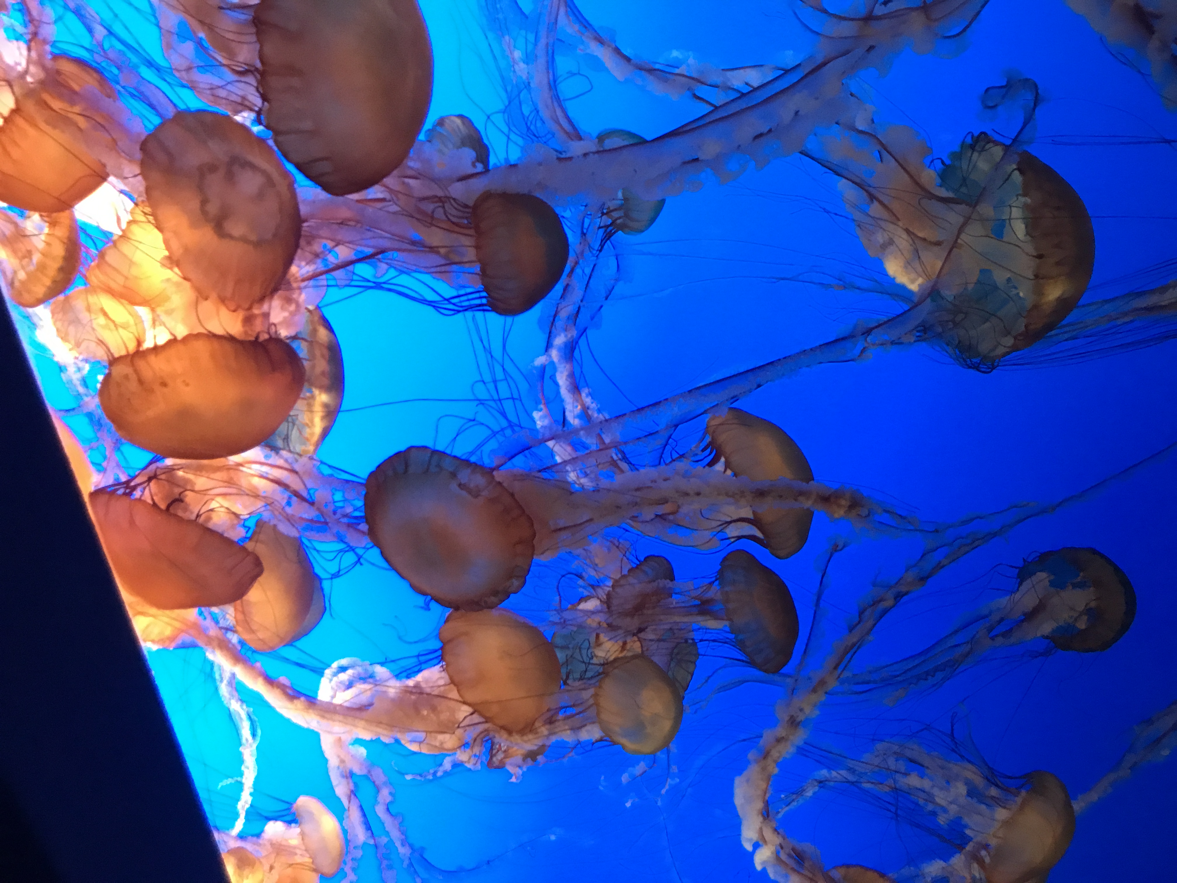 Montery Bay Aquarium